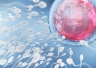 spermie, oplodnenie, ako dlho rastie spermia, vajíčko