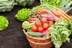 Liečivé účinky jarnej zeleniny: mrkva, špargľa, šalát a reďkovka