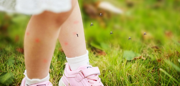 Mýty o komároch