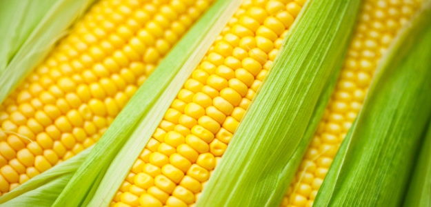Niekoľko faktov o kukurici