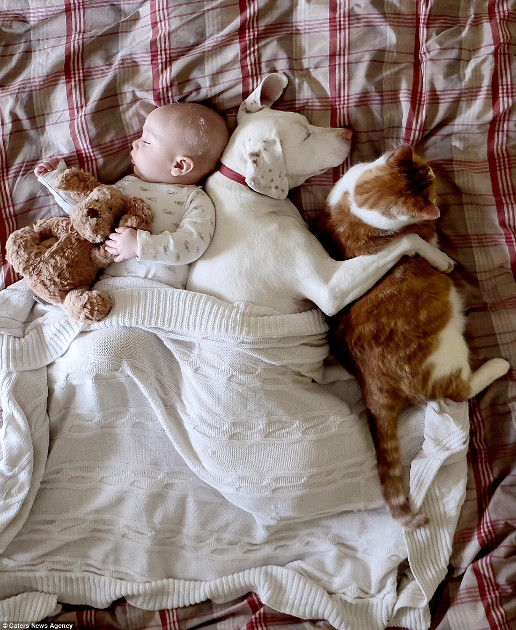 fotogaléria, pes a dieťa, spanie psa a bábätka, spánok