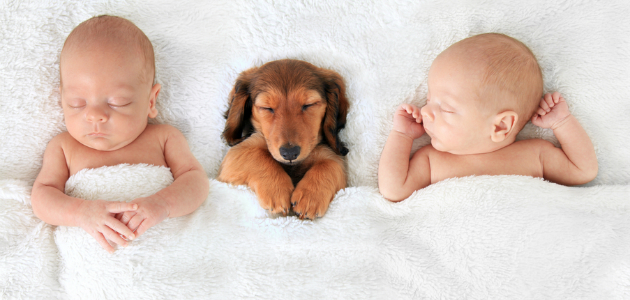 šteniatko, novorodenec, dieťa a pes