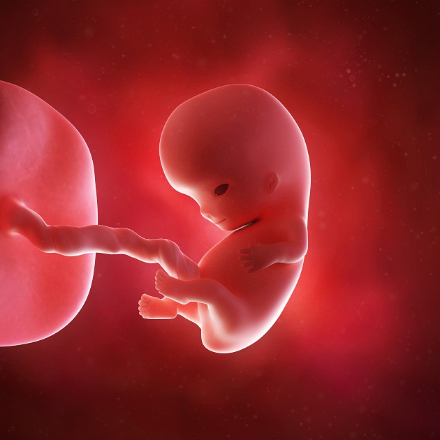 bábätko v 8. týždni tehotenstva, fotografia z ultrazvuku, plod
